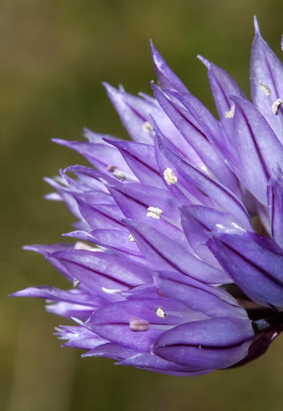 Allium schoenoprasum.08