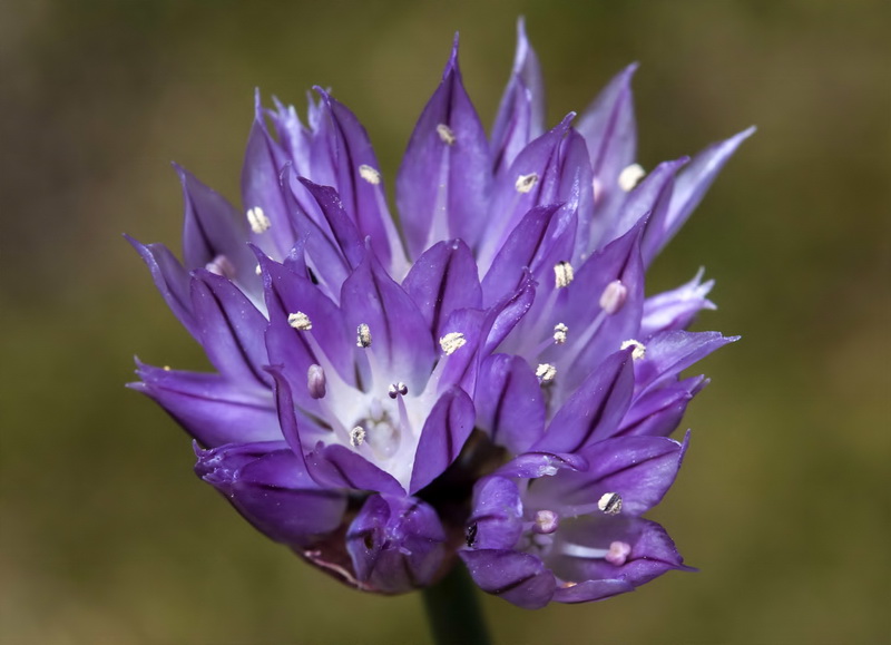 Allium schoenoprasum.09