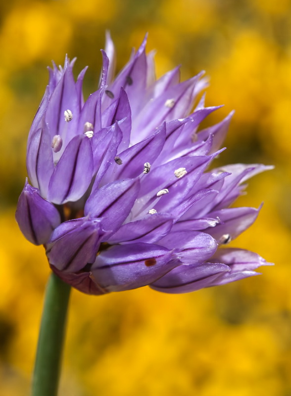Allium schoenoprasum.10