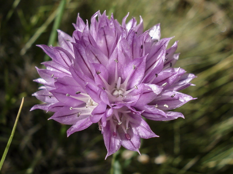Allium schoenoprasum.12
