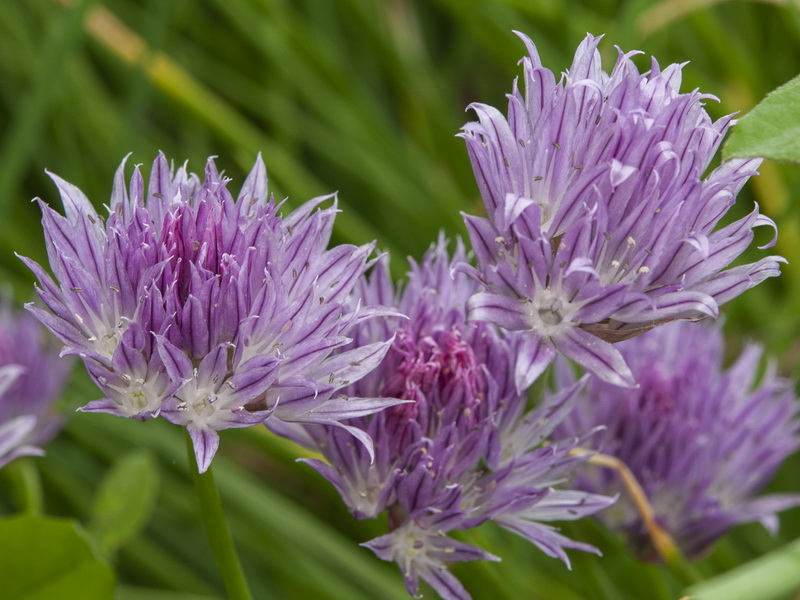 Allium schoenoprasum.17