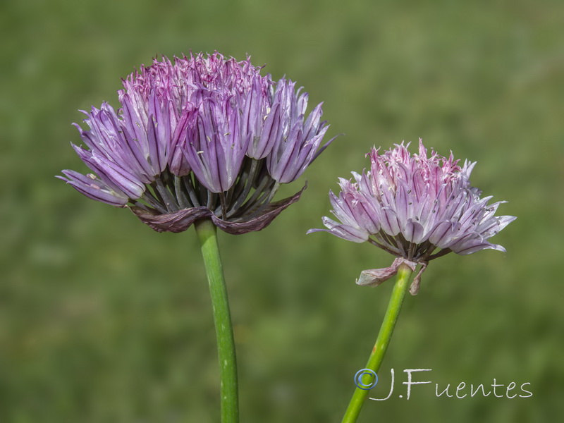 Allium schoenoprasum.18