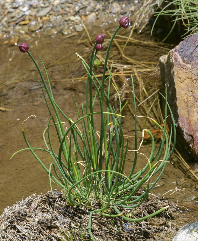 Allium schoenoprasum.04