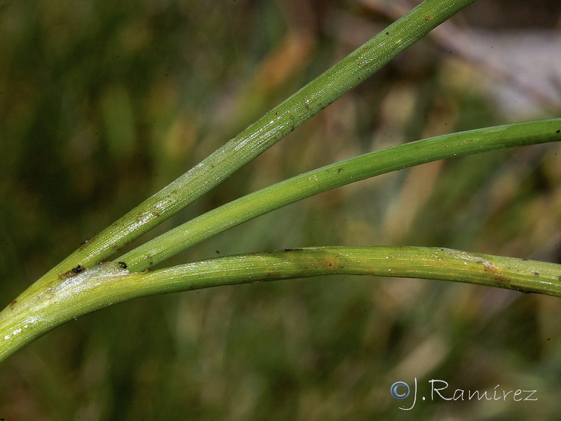 Allium schoenoprasum.37