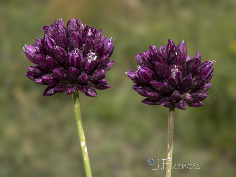 Allium scorodoprasum rotundum.01