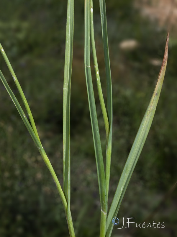 Allium scorodoprasum rotundum.02