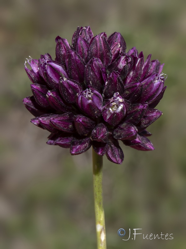 Allium scorodoprasum rotundum.03