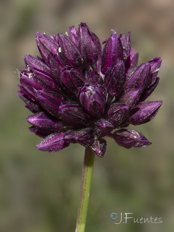 Allium scorodoprasum rotundum.04