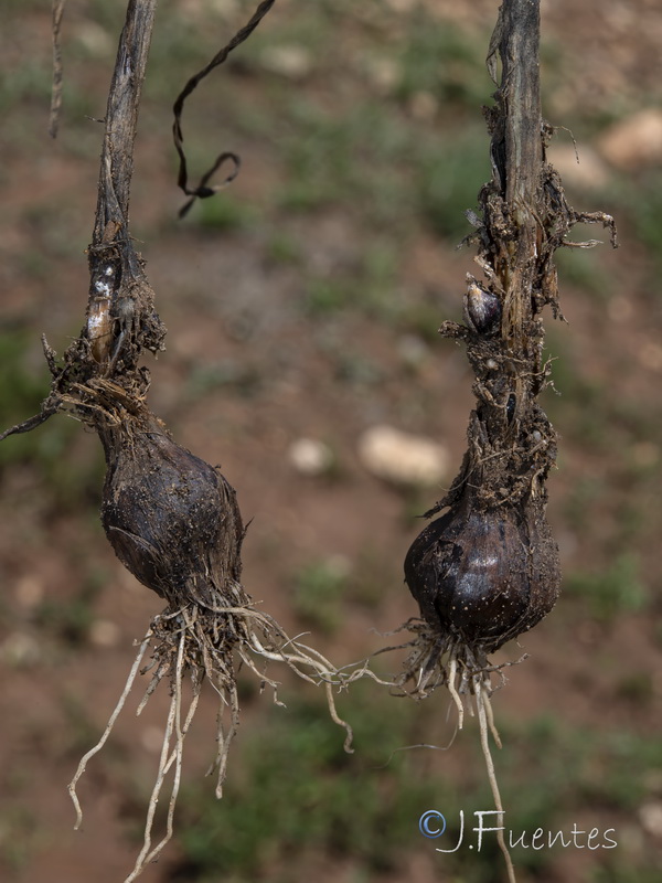 Allium scorodoprasum rotundum.05