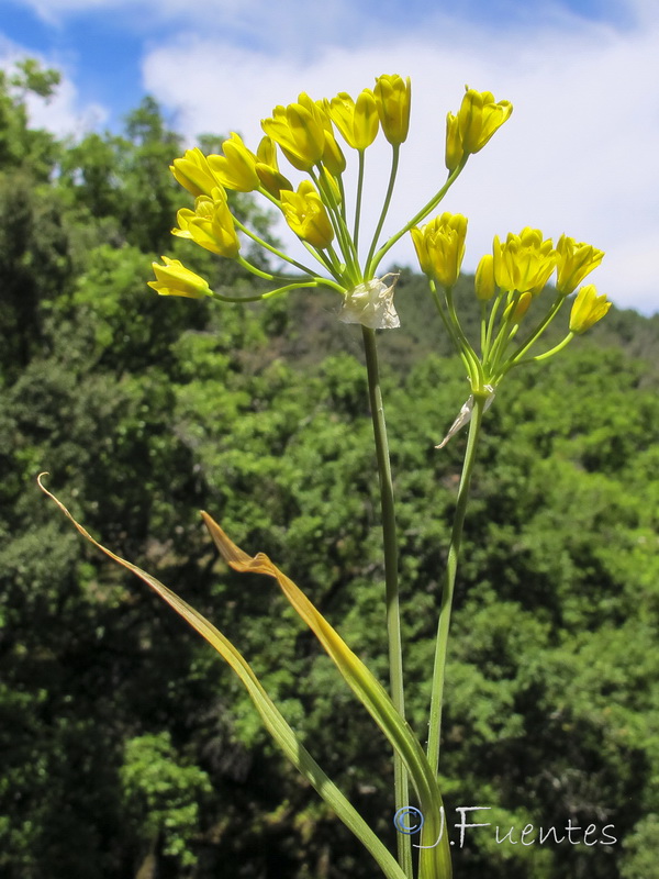 Allium scorzonerifolium.01