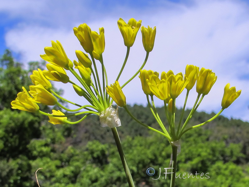 Allium scorzonerifolium.02