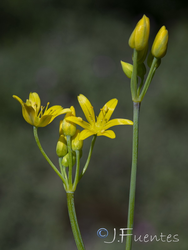 Allium scorzonerifolium.04