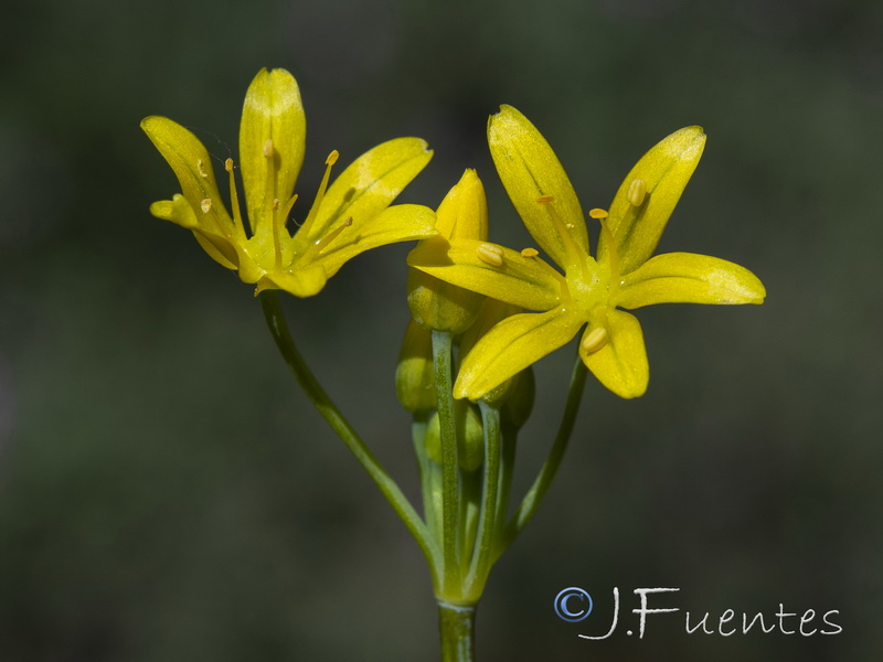 Allium scorzonerifolium.06
