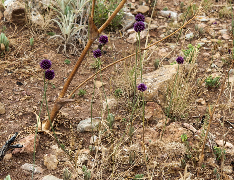 Allium sphaerocephalon sphaerocephalon.02