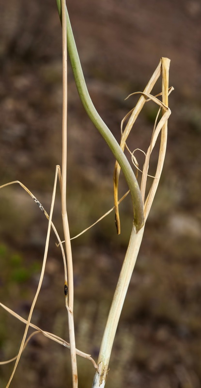 Allium sphaerocephalon sphaerocephalon.04