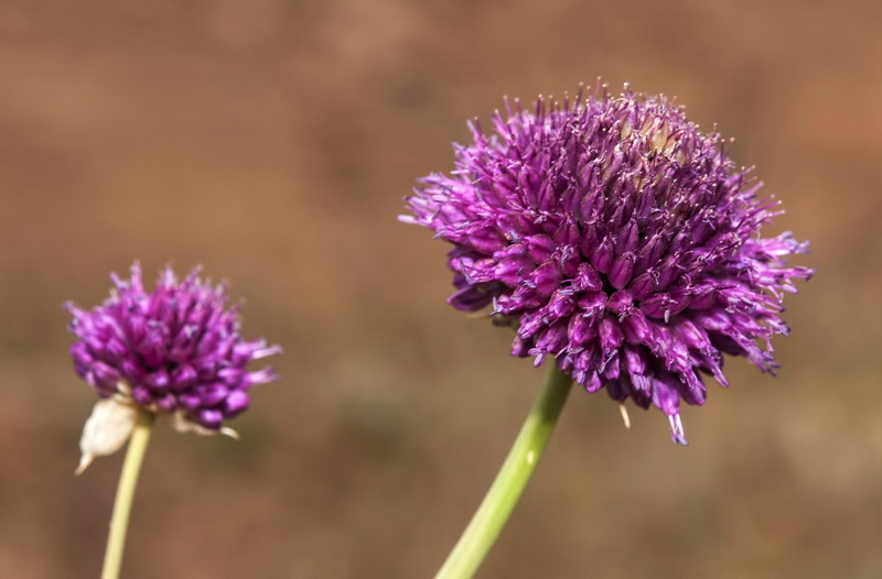 Allium sphaerocephalon sphaerocephalon.07