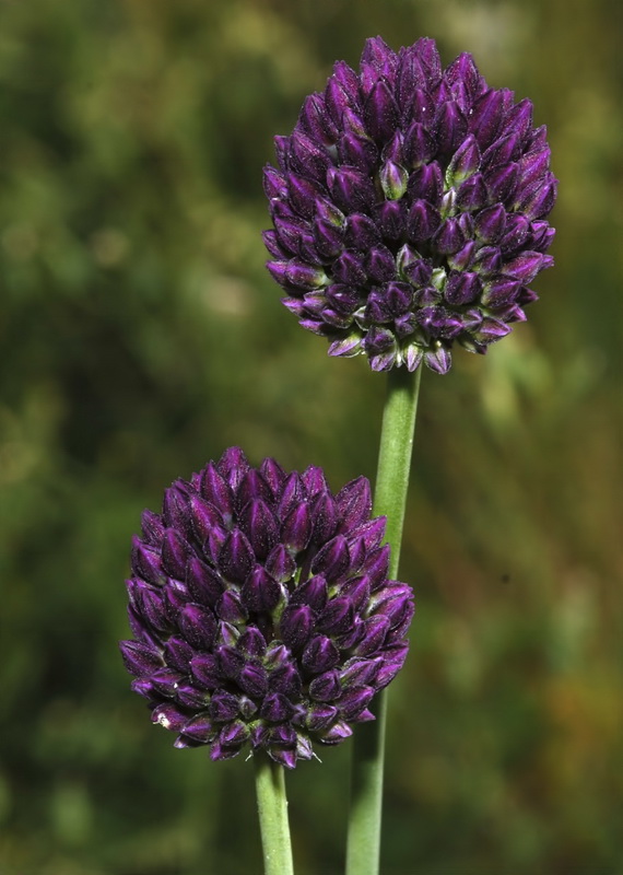 Allium sphaerocephalon sphaerocephalon.08