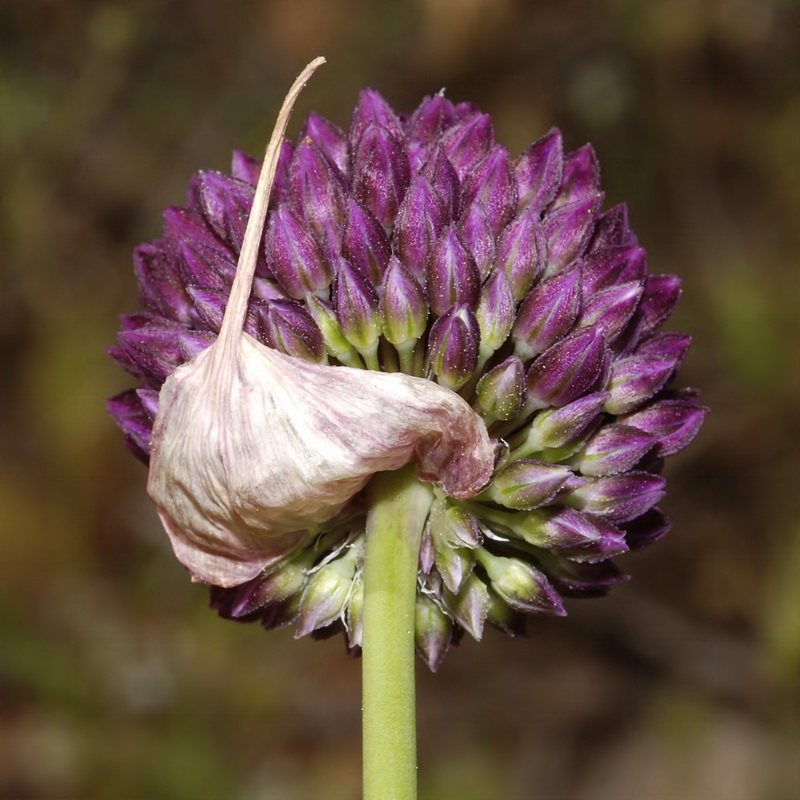 Allium sphaerocephalon sphaerocephalon.13