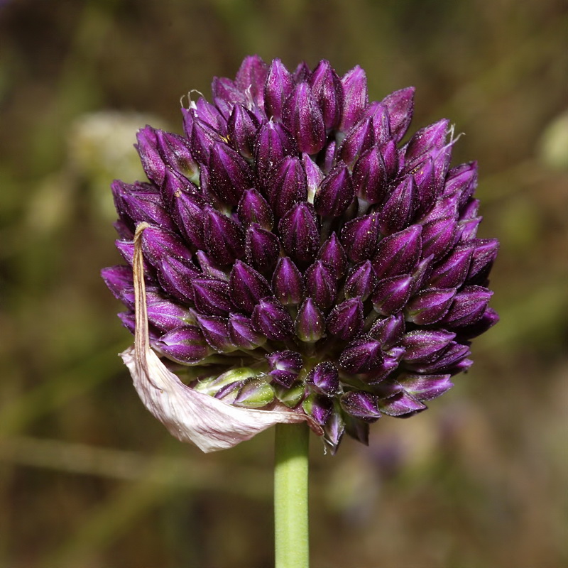 Allium sphaerocephalon sphaerocephalon.16