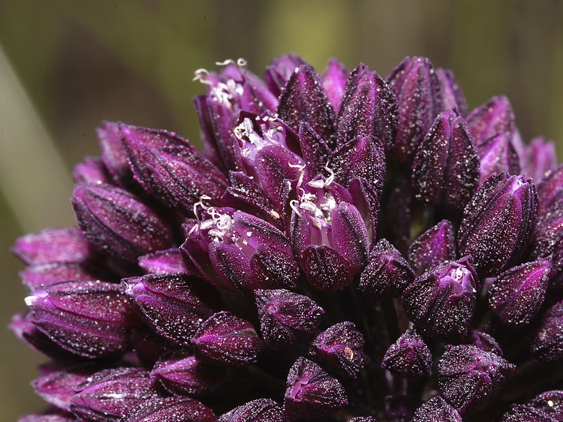 Allium sphaerocephalon sphaerocephalon.20