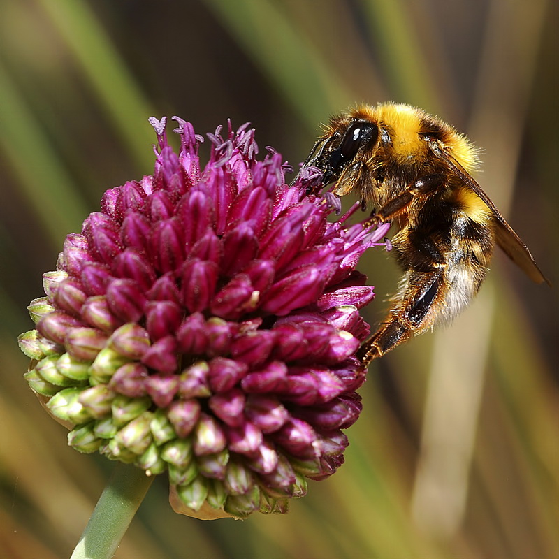 Allium sphaerocephalon sphaerocephalon.22