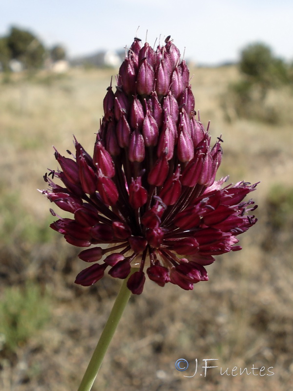 Allium sphaerocephalon sphaerocephalon.27