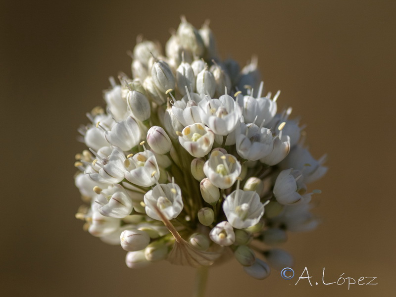 Allium stearnii.04