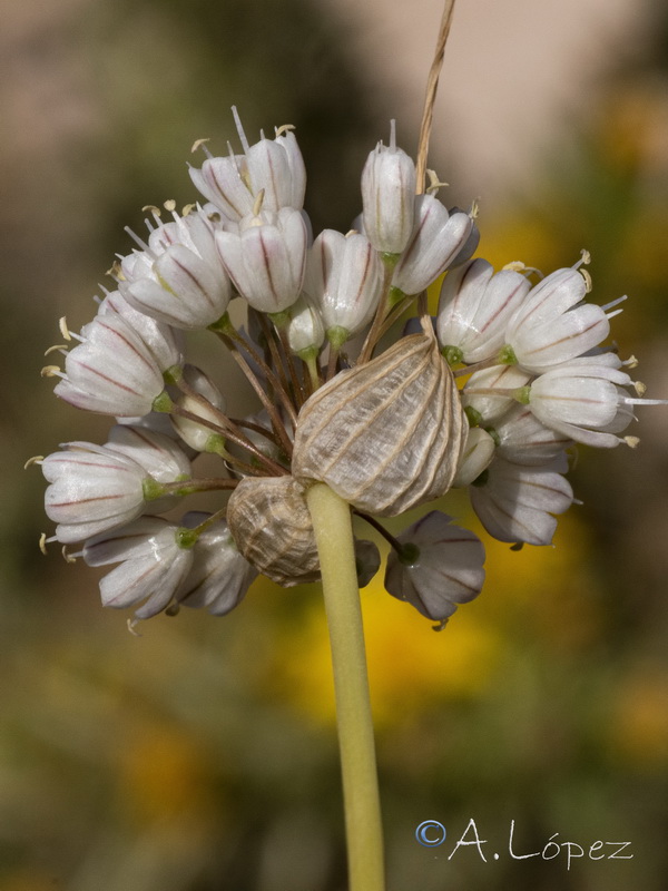 Allium stearnii.09