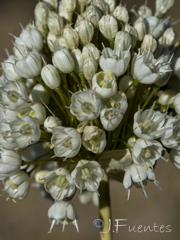 Allium stearnii.24