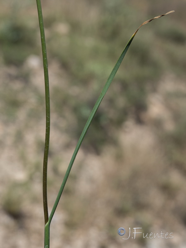 Allium stearnii.28