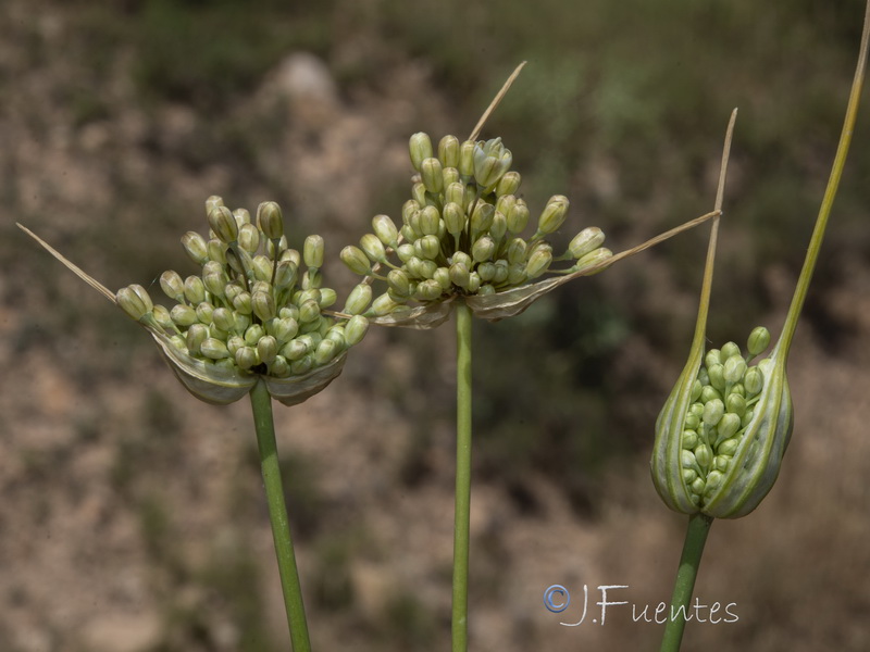 Allium stearnii.31