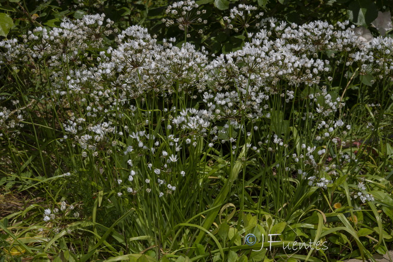 Allium subhirsutum.01