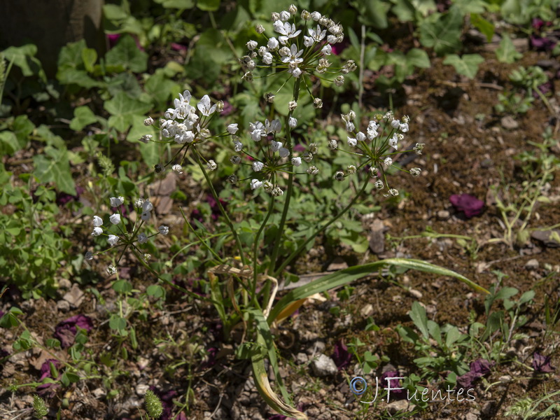 Allium subhirsutum.02
