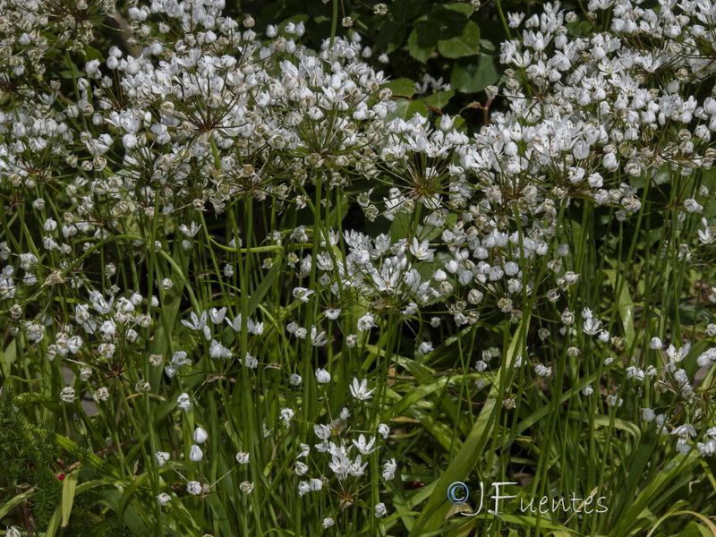 Allium subhirsutum.04