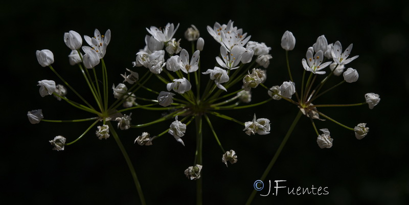Allium subhirsutum.05