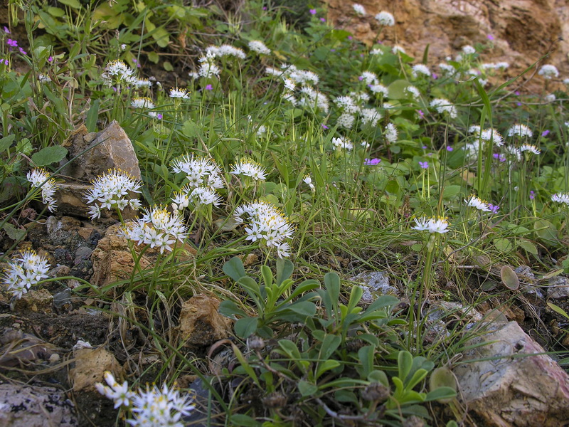 Allium subvillosum.02