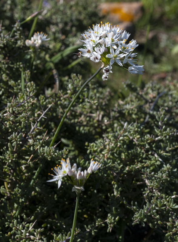 Allium subvillosum.04