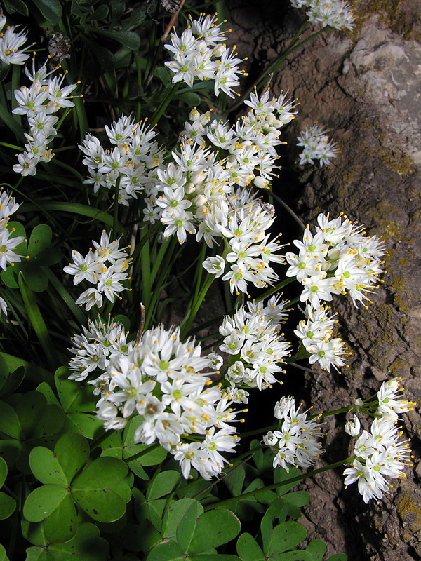 Allium subvillosum.06