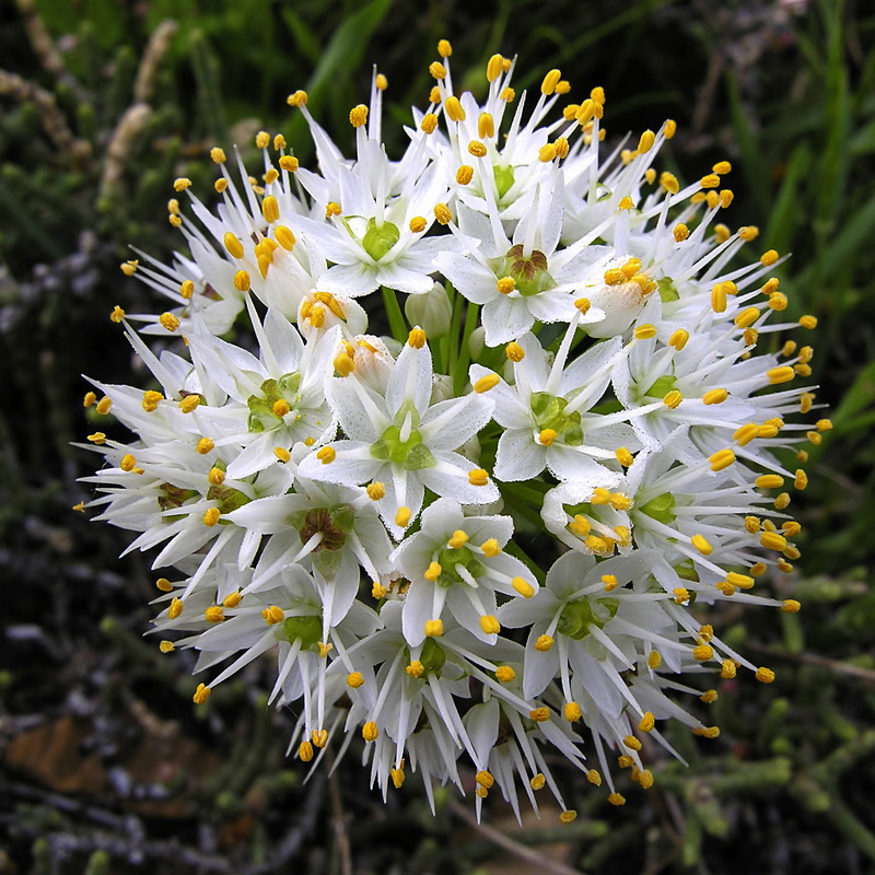 Allium subvillosum.08