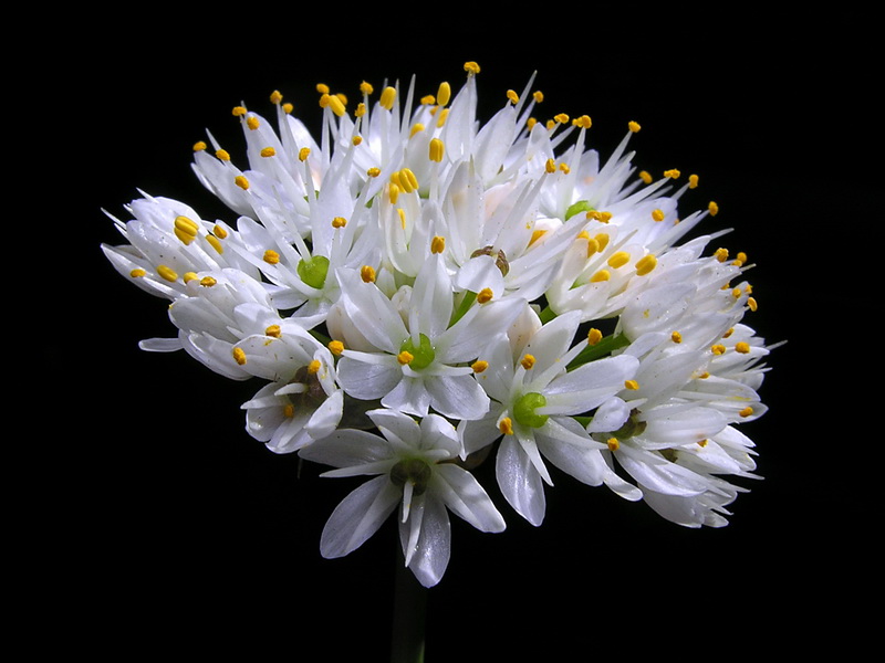 Allium subvillosum.11