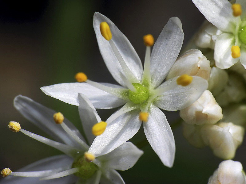 Allium subvillosum.15