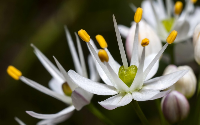 Allium subvillosum.18