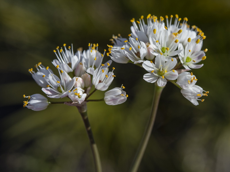 Allium subvillosum.25