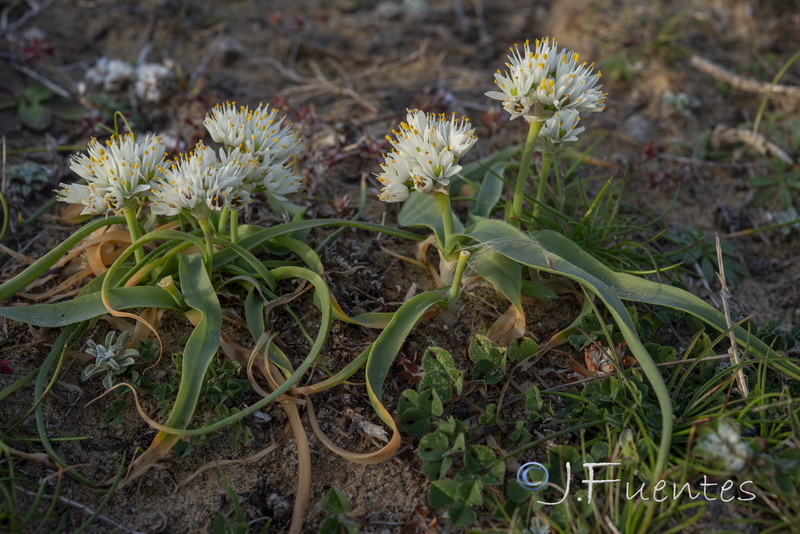 Allium subvillosum.27