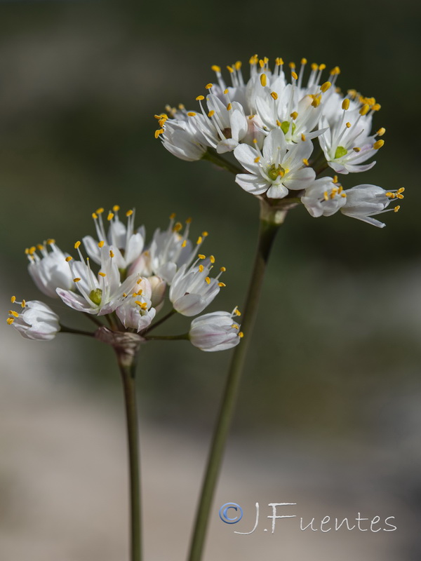 Allium subvillosum.30