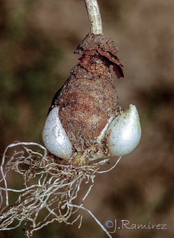 Allium subvillosum.37