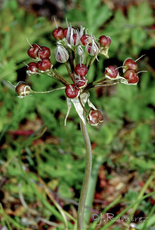 Allium subvillosum.22