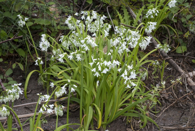 Allium triquetrum.01