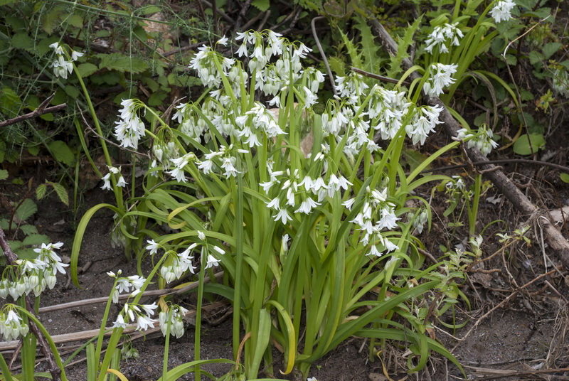 Allium triquetrum.01