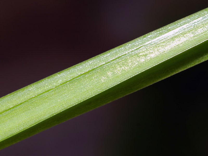 Allium triquetrum.02